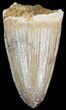 Cretaceous Fossil Crocodile Tooth - Morocco #50283-1